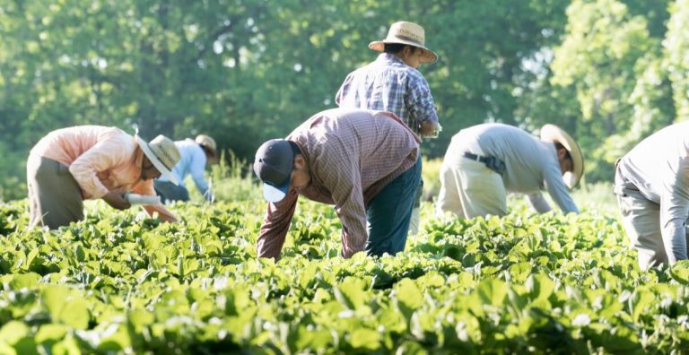 “Trump’s New Plan: Legal Pathway for Undocumented Farm and Hotel Workers Amid Deportation Push”