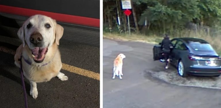 “Heartbreaking Betrayal: Woman Abandons Old Dog at Park, Drives Off in Tesla as Devastated Pup Waits in Vain”