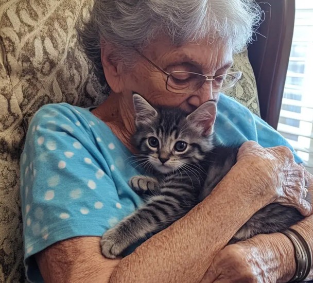 My Mother-in-Law Adopted a Kitten at 77: Is This a Recipe for Disaster?